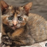 BIMBO, chatte à adopter