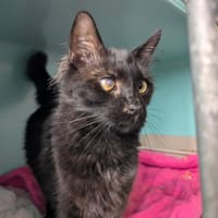 ZORRO, chat à adopter