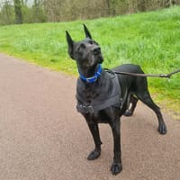 RINA, chienne à adopter