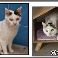 CLOCLO, chat à adopter