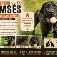 RAMSES, chien à adopter