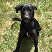 Talka CFA15393, chienne à adopter
