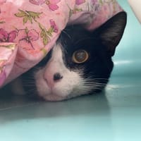OSCAR, chat à adopter
