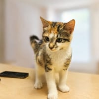 Coquillette [Chaton], chatte à adopter