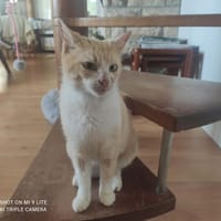 MIEL, chatte à adopter