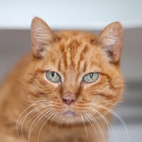 DUFFY, chat à adopter
