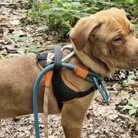 PIXEL PAA24234, chien à adopter