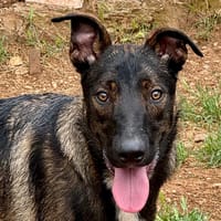 KAYRO, chien à adopter