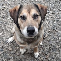 Saez, chien à adopter