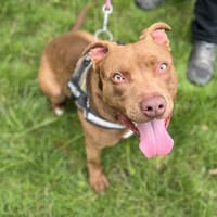 CHOCAPIC, chien à adopter