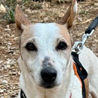 MILY, chienne à adopter