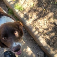 Claudus, chien à adopter