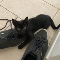 LILYA, chatte à adopter