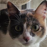 ENSOIE, chatte à adopter