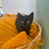 RITA, chatte à adopter