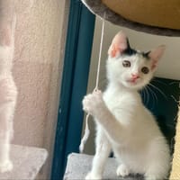 CARLOS, chat à adopter