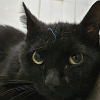 CHAROUMAN, chat à adopter