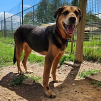 ROXY, chienne à adopter