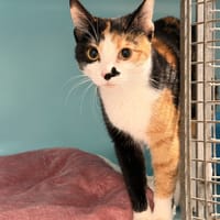 TRICO, chatte à adopter