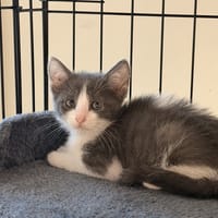 BAY, chat à adopter