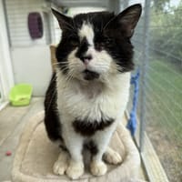 RAOUL, chat à adopter