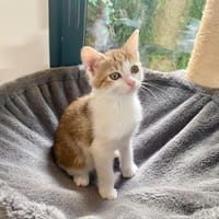 AYA, chatte à adopter