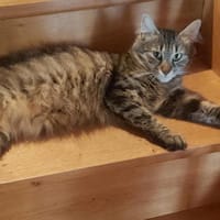 TARA, chatte à adopter