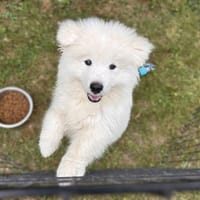 Biggy, chien à adopter