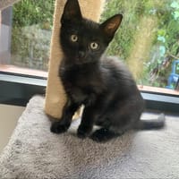 BIJOU, chatte à adopter