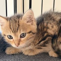 BROWNY, chat à adopter
