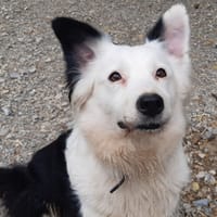 Ninette, chienne à adopter