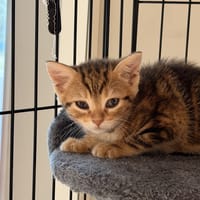 BUENO, chat à adopter