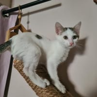 JUL, chat à adopter