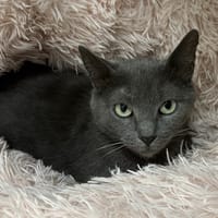 COMETE, chatte à adopter