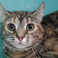 Romy, chatte à adopter