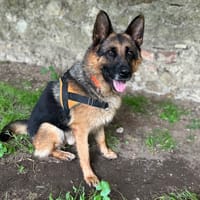 REX, chien à adopter