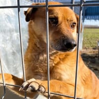 MAXX, chien à adopter