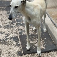 TIGRILLO, chien à adopter
