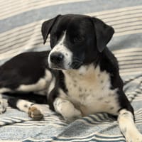 BENITO, chien à adopter