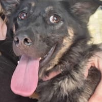 Strucla, suczka do adopcji