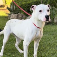 NANA (Maria), chien à adopter