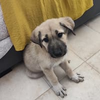 BALTO (Animalea), chien à adopter