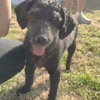 QUEEN (Maria), chienne à adopter