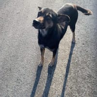 MERRY, chienne à adopter