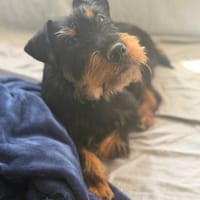 VALERIA, chienne à adopter