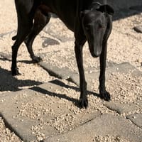 CACAHUETE, chien à adopter