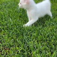 RAYO, chat à adopter