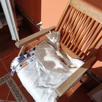 GRETA, chatte à adopter