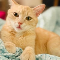 Miracle, chatte à adopter