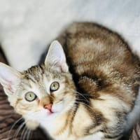 Fanny, chatte à adopter